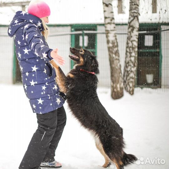 Собака Пайпер из приюта