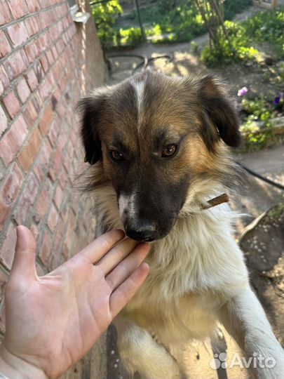 Красивый пес для дома и семьи