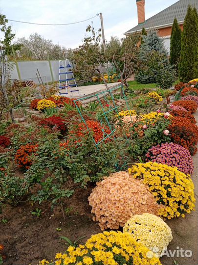 Цветы хризантемы голландской селекции -мультифлора