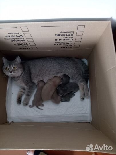 Британские котята