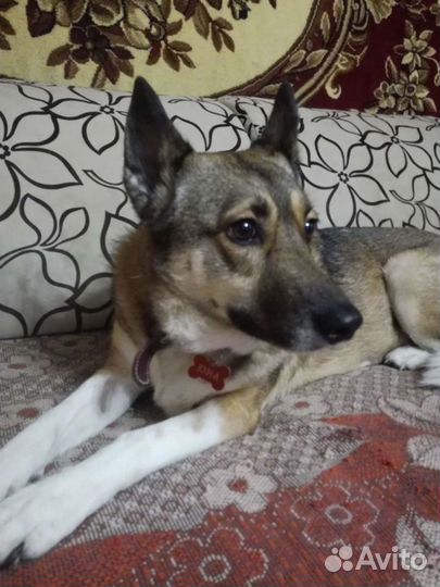 В Добрые руки