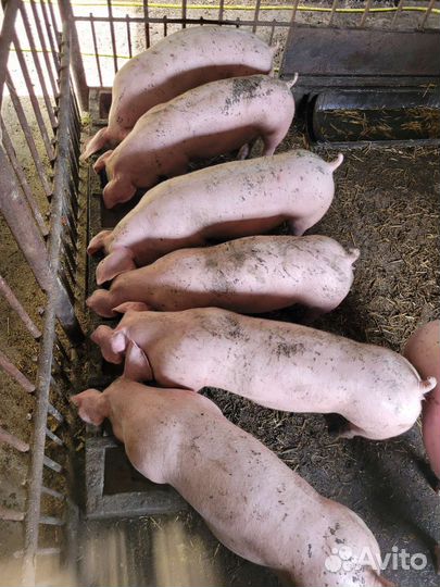Поросята