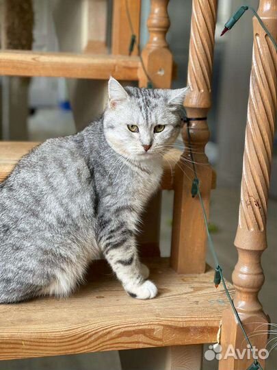 Бесплатно шотландской породы малышка