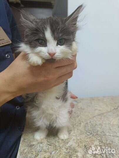 Котёнок в добрые руки