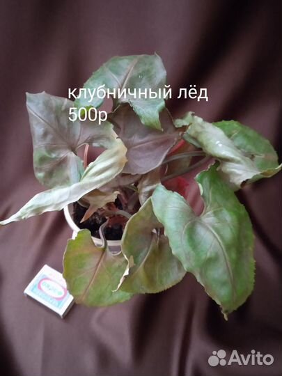 Домашние цветы