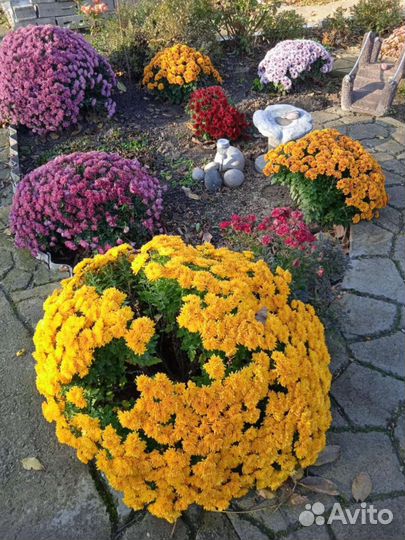 Хризантема мульти флора