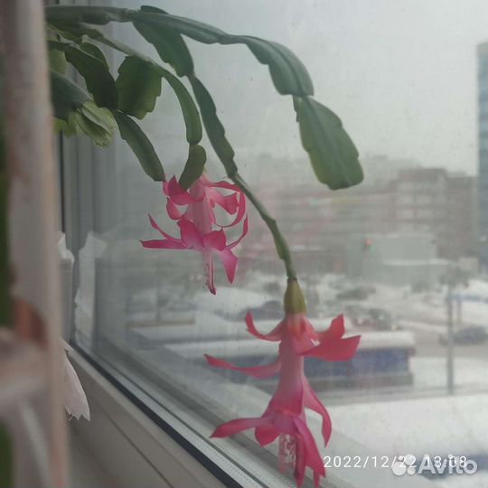 Цветок декабрист Декабристы