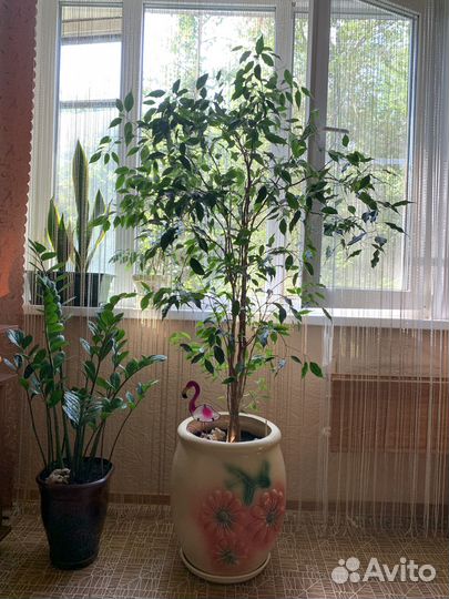 Фикус бенджамина