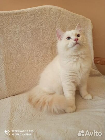 Невские детки