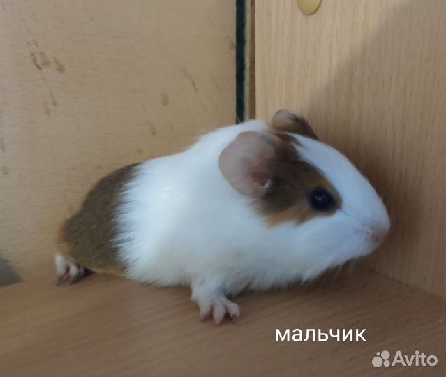 Морская свинка