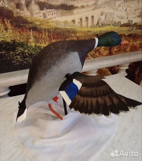 Селезень утки