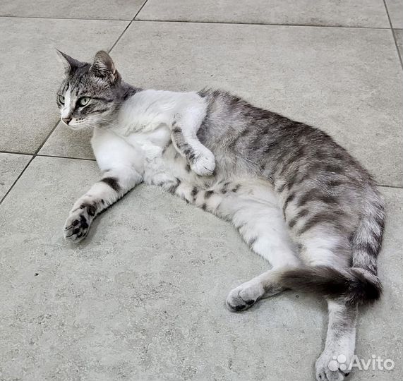 Ласковая кошечка ищет дом