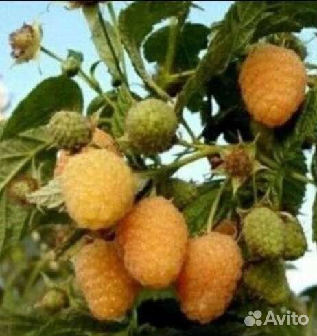 Саженцы ремонтантной и летней малины