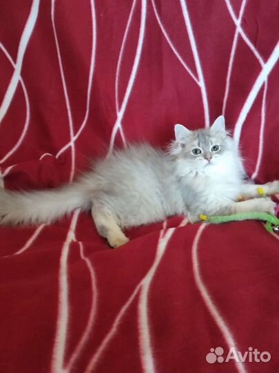 Британская длинношерстная золотая шиншилла