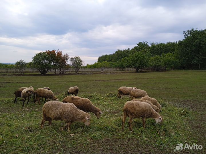 Овцы бараны
