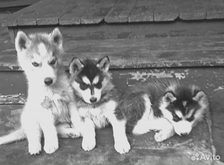 Щенки. Сибирские хаски