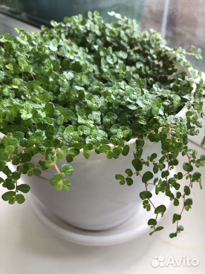 Солейролия взрослое растение и молодое