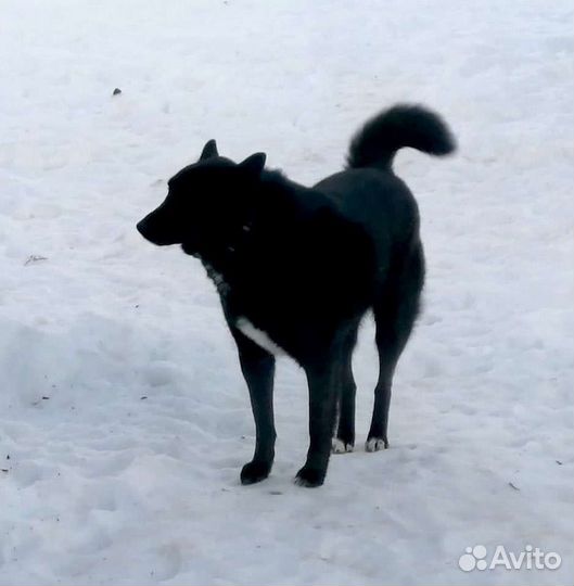 Норвежская лайка