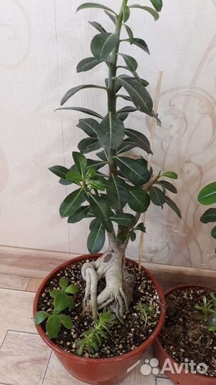 Адениумы привитые взрослые