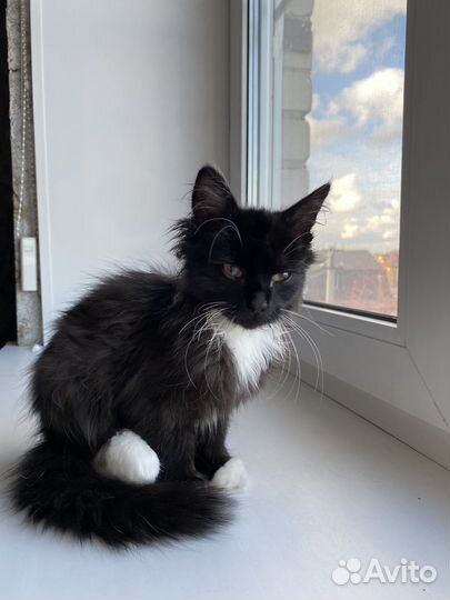 Котенок в добрые руки