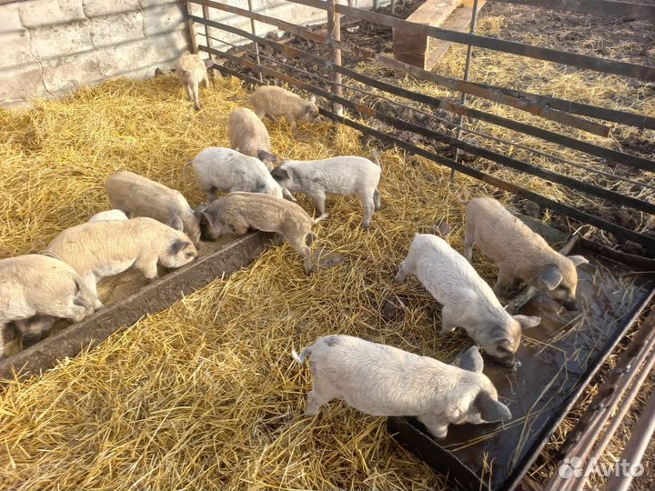 Поросята венгерской мангалицы