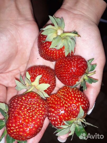 Рассада клубники, земляники