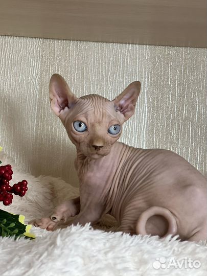 Канадский сфинкс