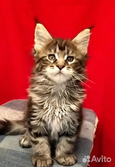 Котята мейн-кун