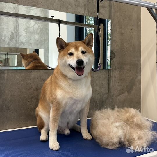 Груминг, вычесывание, гигиенический уход для собак