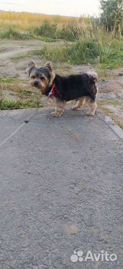 Йоркширский терьер вязка