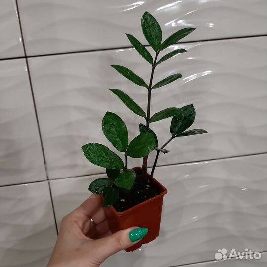 Замиокулькас (долларовое дерево)