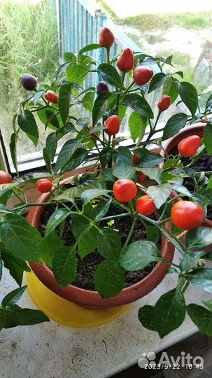 Перец комнатный острый