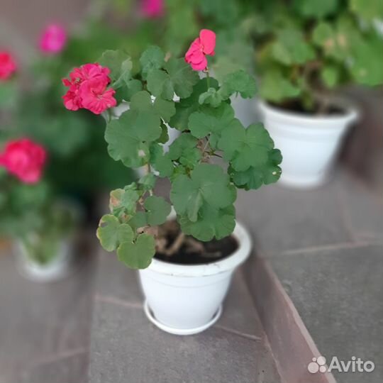 Садовые и комнатные цветы