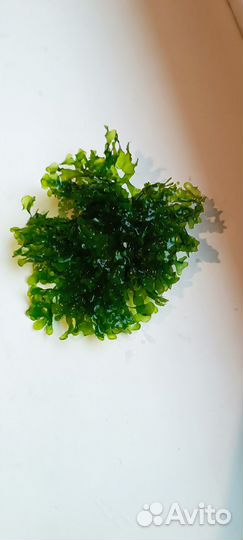 Растения для аквариума меняю на Молли, пецилий