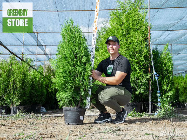 Туя колумна 1,2 м свежая копка 2023