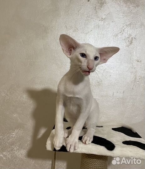 Ориентальный котик
