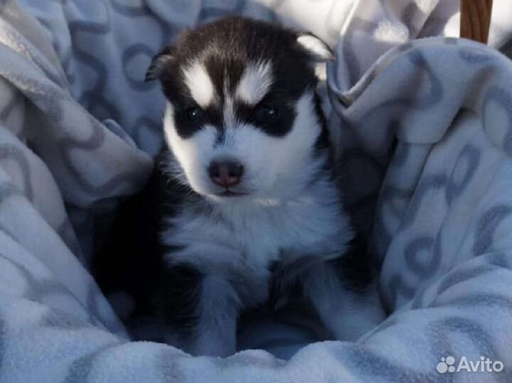 Щенки сибирской хаски