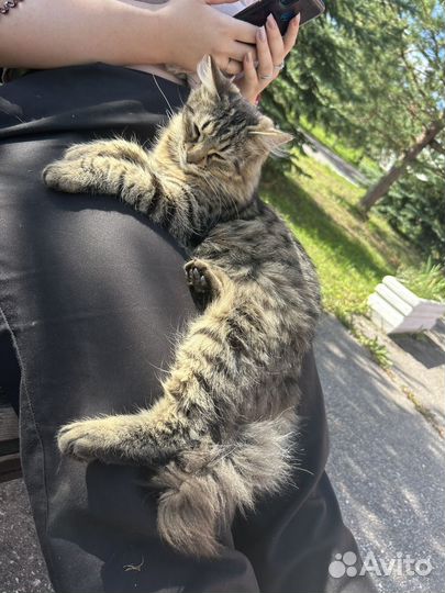 Кот в добрые руки