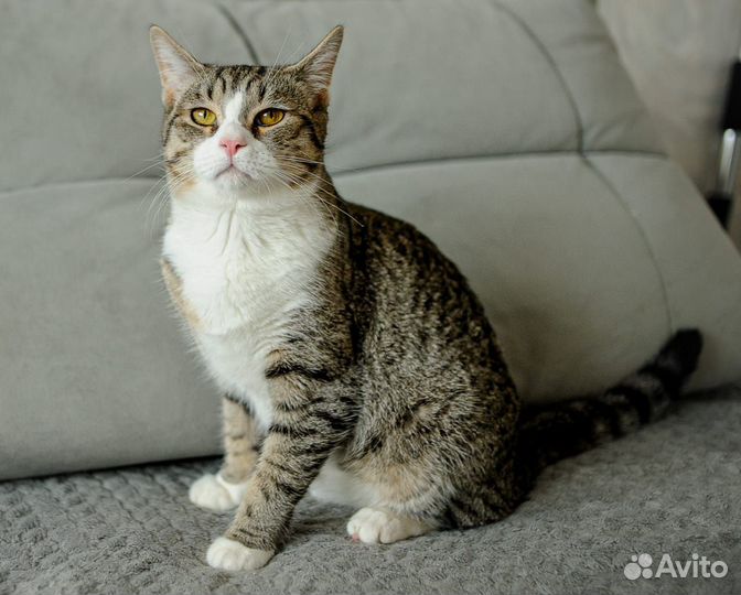 Котик в дар