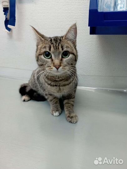 Кошечка в добрые ручки