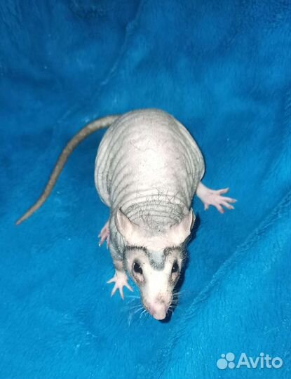 Вязка крыс (мальчики)