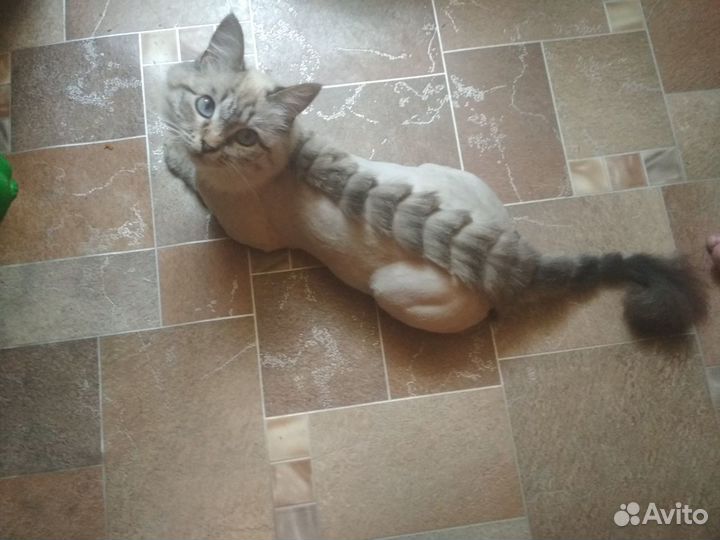 Стрижка котов