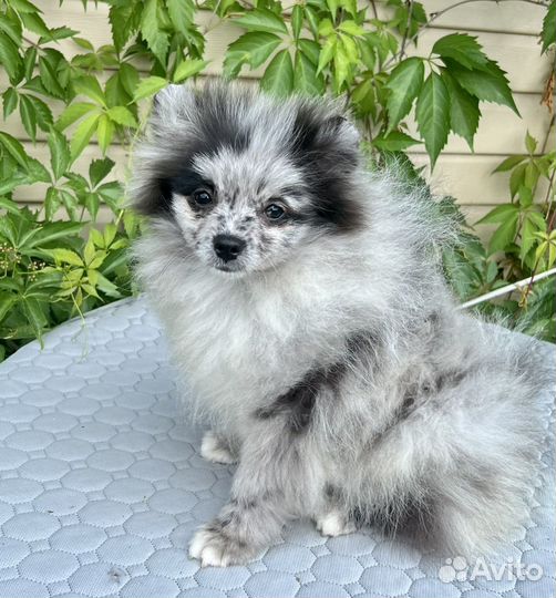 Красавчик мальчишка мерль