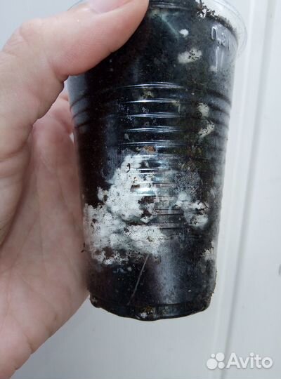 Кислица (Оксалис)