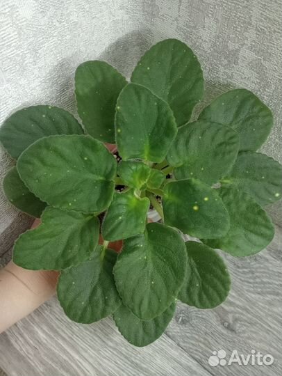 Фиалка шн-Космическая фея