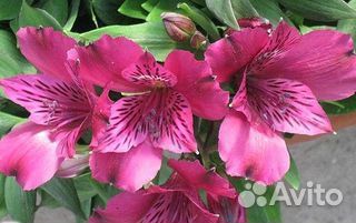 Продажа корней альстромерии оптом