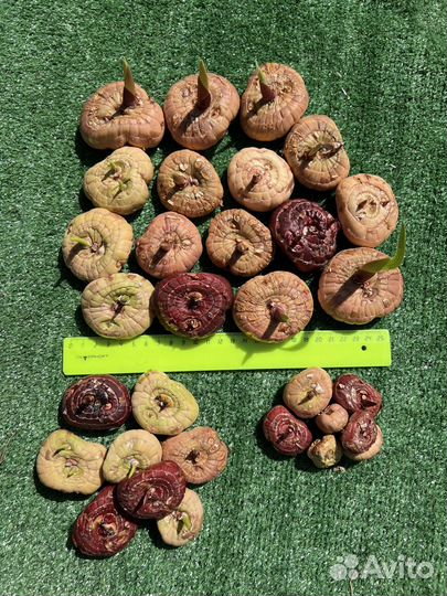 Луковицы гладиолуса