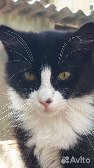 Красавчик котик в добрые руки