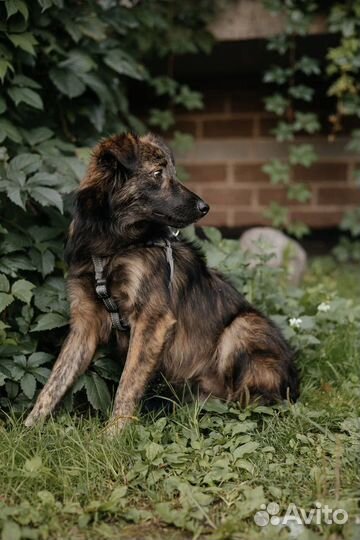 Щенок подросток мальчик