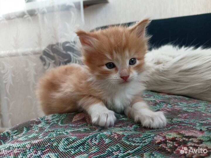 Рыжий котенок
